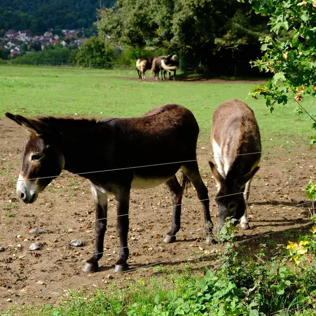 Foto: Eduard Warenik