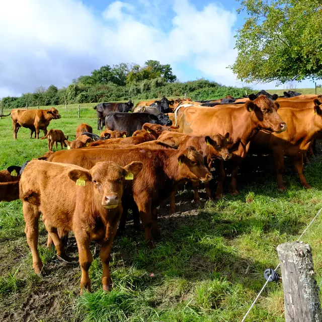 Foto: Eduard Warenik