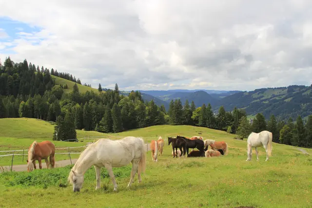 Alpsee/ Bergwelt/Allgäu | Foto: Ralf Röser