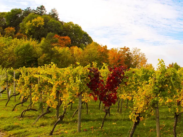 Rotes Herz in den Weinbergen | Foto: Stephanie Rüdele 