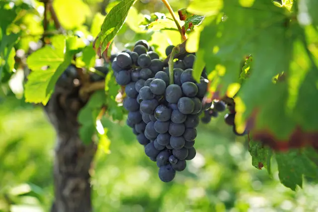 kurz vor der Weinlese | Foto: Ulrich Seidel
