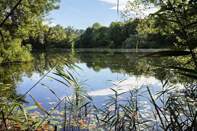 Blick durchs Schilfsgras auf den mittleren See | Foto: Ulrich Seidel