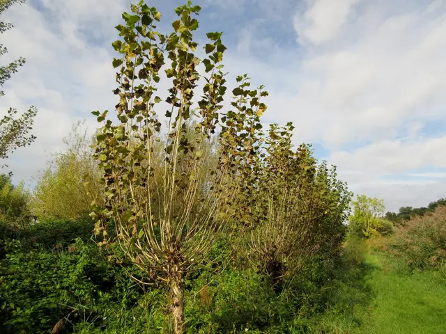 Neckarschwarzpappeln | Foto: WandernGabyErich