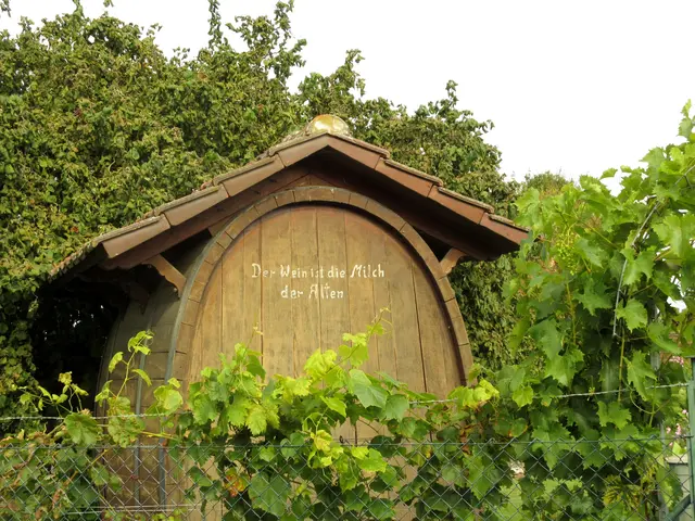 Gut, dass wieder gelesen wird, damit uns der Wein nicht aus geht | Foto: WandernGabyErich