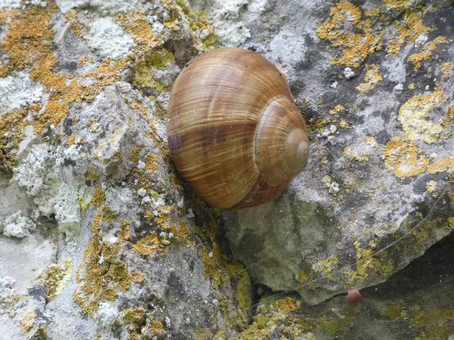 Die Schnecke hat sich viel vorgenommen, wenn sie den Felsen erklimmen will.  | Foto: sigischlottke