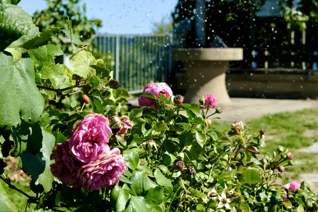 Hier sind Mücken unterwegs | Foto: ED