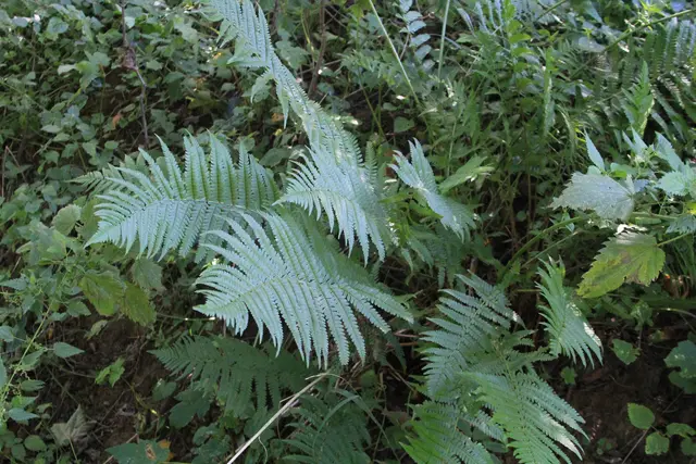 Rundwanderung- Grimmbachtal | Foto: Ralf Röser
