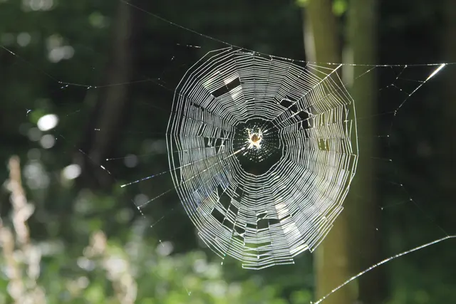 Rundwanderung- Grimmbachtal | Foto: Ralf Röser