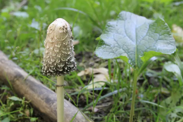 Rundwanderung- Grimmbachtal | Foto: Ralf Röser