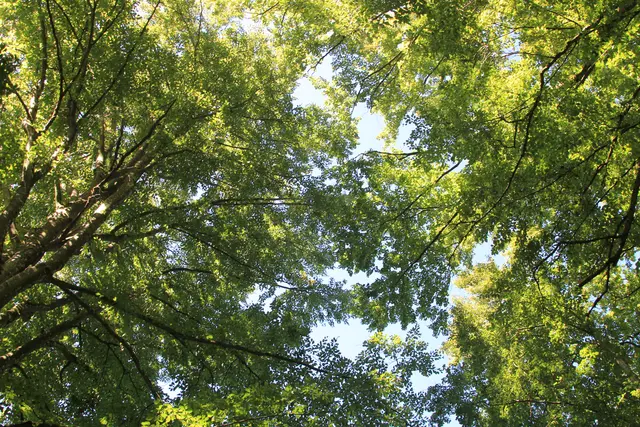 Rundwanderung- Grimmbachtal | Foto: Ralf Röser