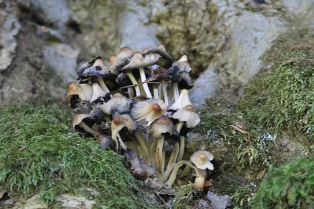 Rundwanderung- Grimmbachtal | Foto: Ralf Röser