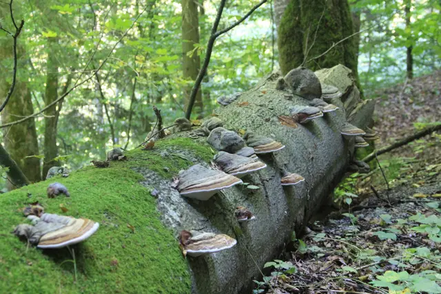 Rundwanderung- Grimmbachtal | Foto: Ralf Röser