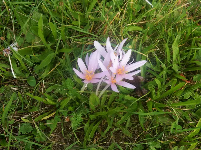 war ständiger Begleiter - die Herbstzeitlose | Foto: E. Rosendorf