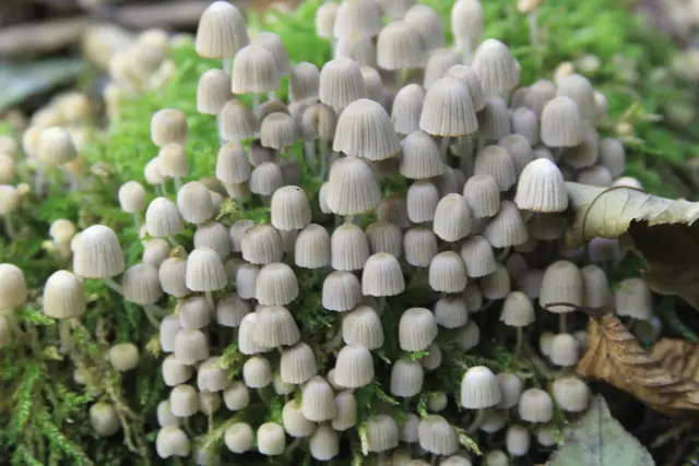 Rundwanderung- Grimmbachtal | Foto: Ralf Röser