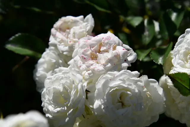 Die letzten Rosen habe tolle geblüht | Foto: JuKo