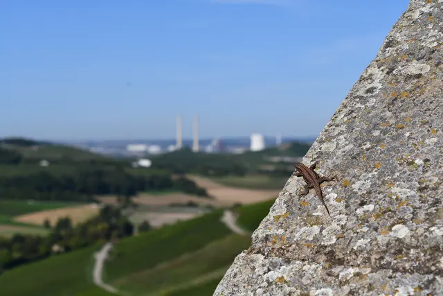 Auch Eidechsen bestaunen die tolle Aussicht... | Foto: JuKo