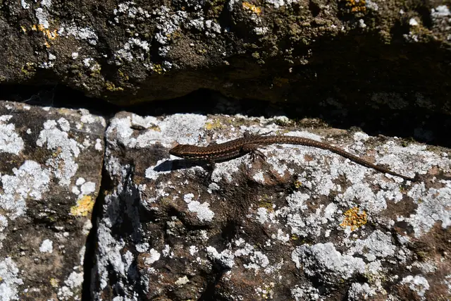 Mauereidechsen zu Hauf | Foto: JuKo