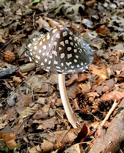 Was für ein gigantisches Pilzexemplar - der Specht- Tintling! | Foto: Isolde Reitz