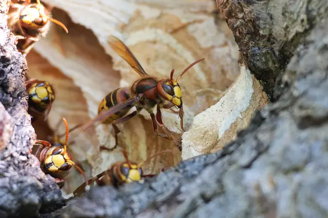 Da sind welche neugierig geworden ;-) | Foto: UD
