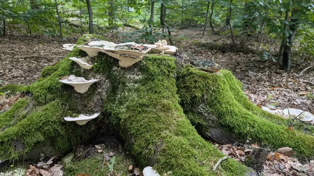 Leider nix für den Kochtopf | Foto: Albverein Weinsberg