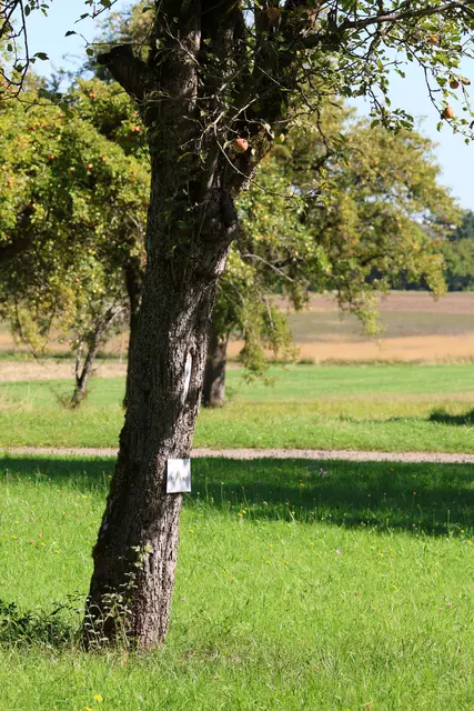 Der Apfelbaum mit dem Hornissennest | Foto: UD