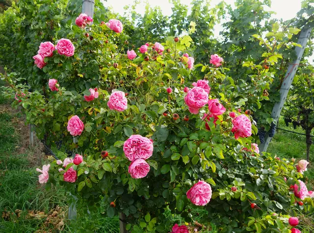 Immer noch eine herrliche Rosenblütenpracht! | Foto: Isolde Reitz