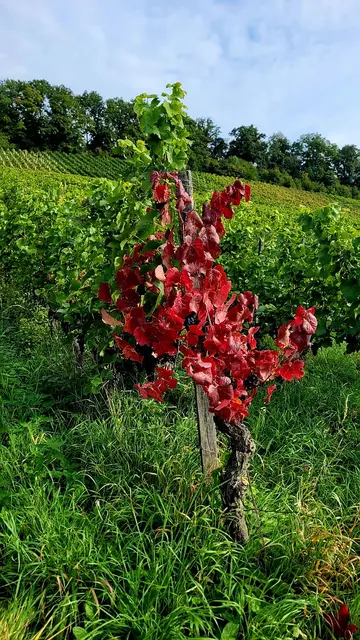 Ein einzelner Weinstock mit verfärbten Laub. | Foto: Isolde Reitz