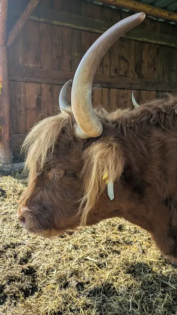 Ein stattliches Rind in Fronfalls | Foto: Albverein Weinsberg