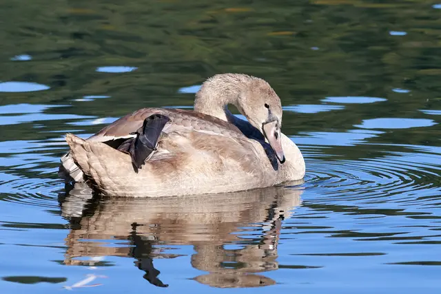 ... hier ist er ;-) | Foto: UD