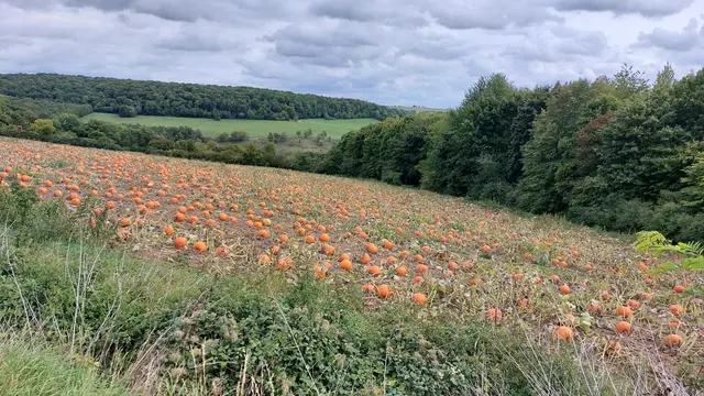 Kürbisfeld | Foto: Elfriede Baier 