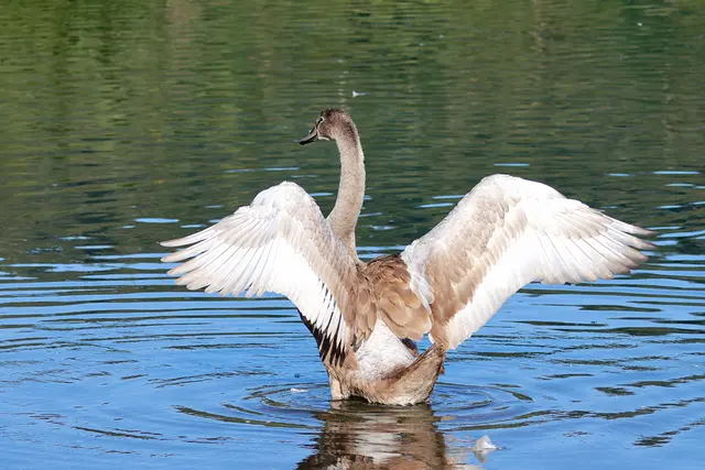 Dieser Jungschwan kann aber noch viel besser posieren ;-) | Foto: UD