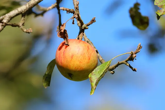 Ein Apfel am Hornissenbaum | Foto: UD