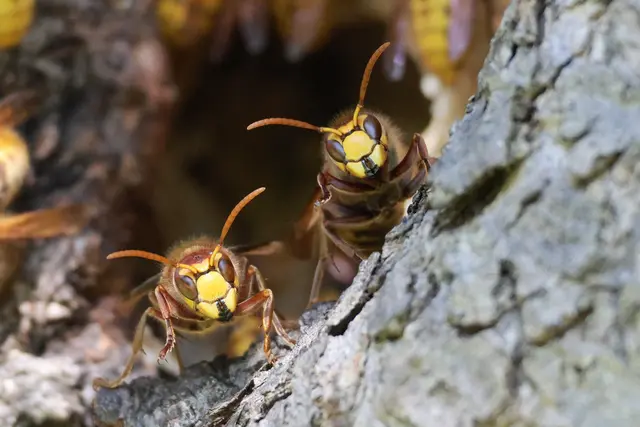 Da ist sie ja wieder ;-) | Foto: UD