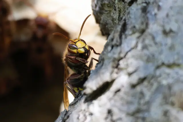 Achtung! Schau mal her, ich ... | Foto: UD