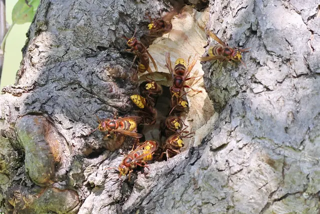 Alle wollen aufs Bild. Eine ist schon fertig ;-) | Foto: UD