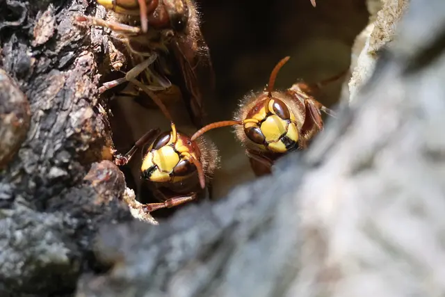 Schau uns in die Augen | Foto: UD