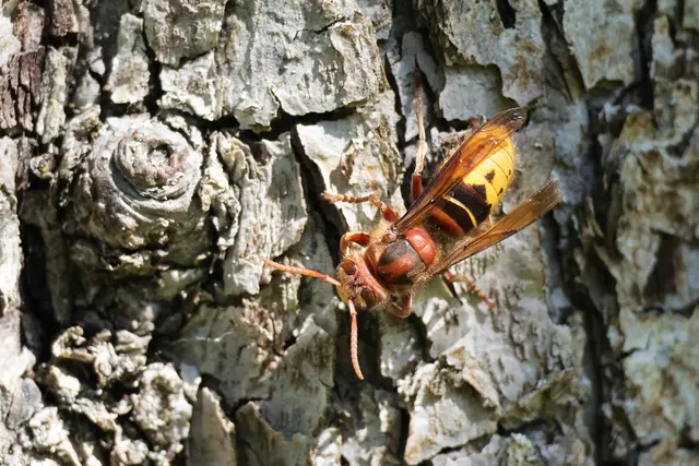 Ich bin die lustigste von allen. Ich bin eine "Grinsenisse" | Foto: UD