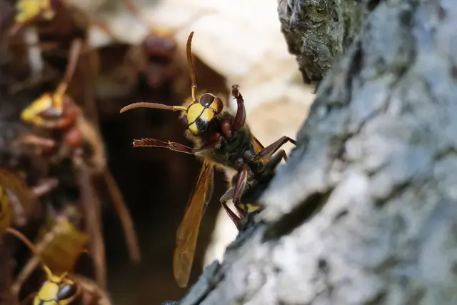 ... bin kein Muskelmann, sondern "Superman" | Foto: UD