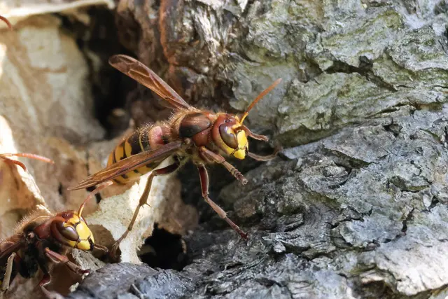 Wir kommen auch noch | Foto: UD