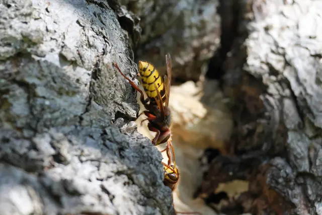 Schnell noch die Fühler sortieren | Foto: UD
