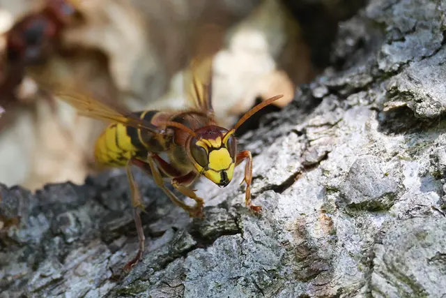 Darf ich auch aufs Bild? | Foto: UD