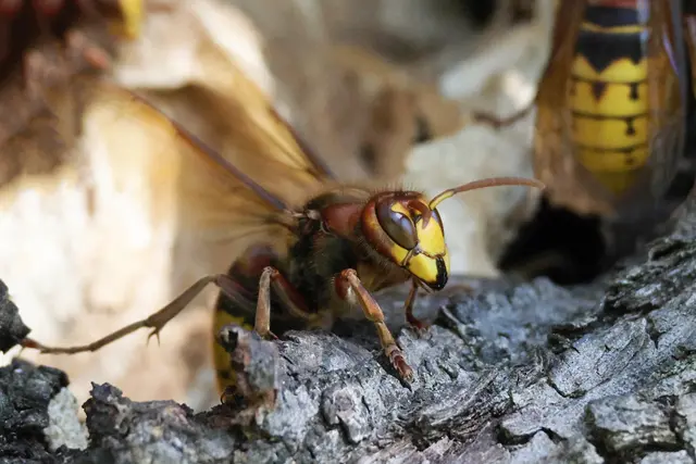 Ich traue mich noch nicht und bin lieber etwas vorsichtig | Foto: UD