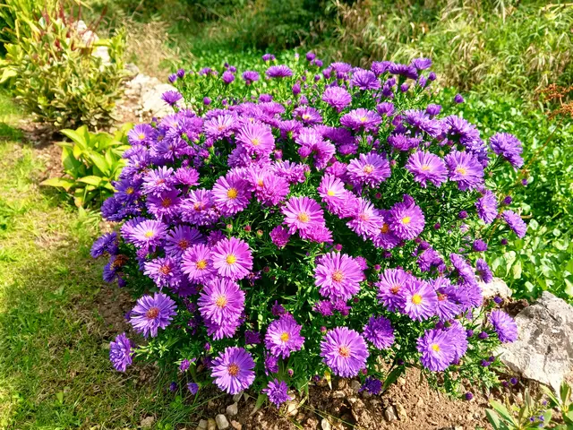 Herrliche Herbstastern stehen am Wegesrand.   | Foto: sigischlottke