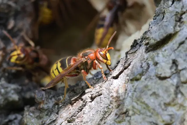 Ich weiß, ich bin besonders niedlich. Mich muss man einfach mögen. | Foto: UD