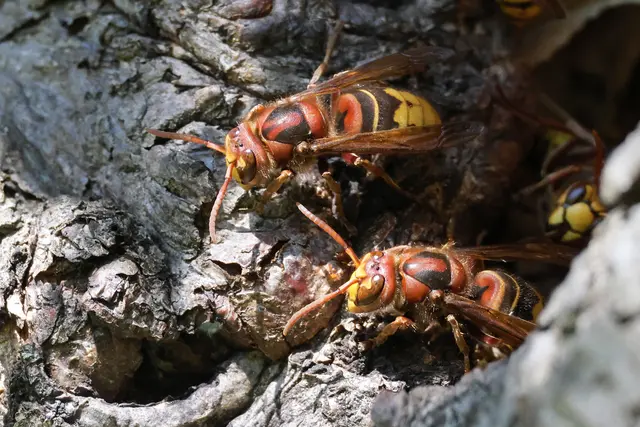 Immer schön der Reihe nach | Foto: UD