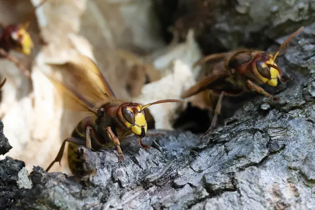 Erst mal noch beobachten | Foto: UD