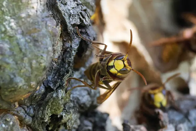 Geht es schon los?  | Foto: UD