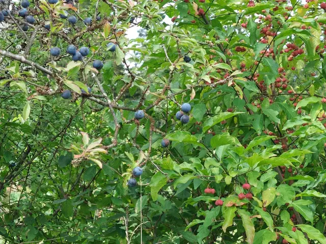 Albhecke  - mit Schlehen und anderen Beeren.   | Foto: Ute Schmalz 