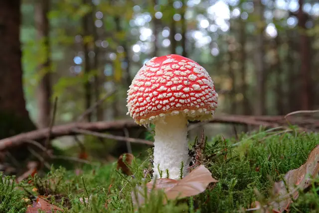 Immer wieder schön - und wer ihn entdeckt, freut sich: der Fliegenpilz. | Foto: Uschi Dugulin