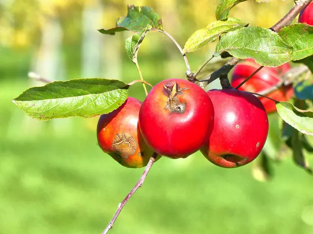 Die reifen Äpfel leuchten zwischen den grünen Blättern.  | Foto: Geta Herzog